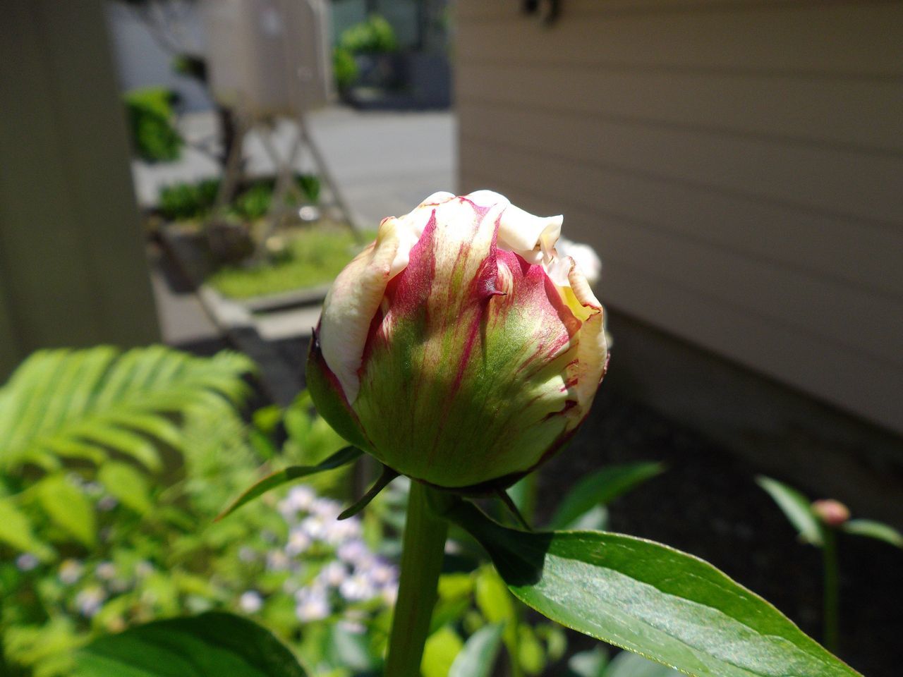 動物も植物も大忙し_c0025115_22261543.jpg