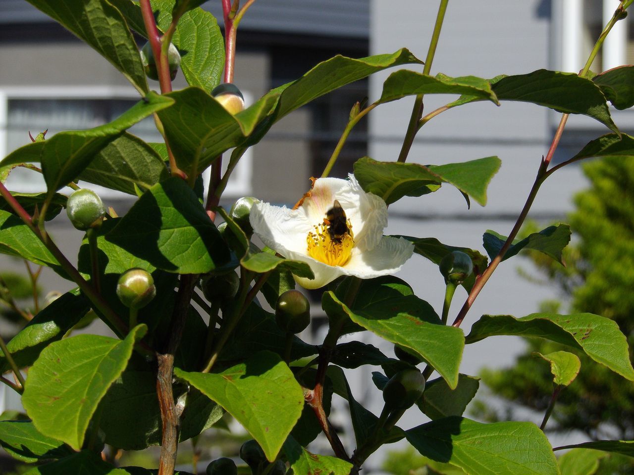 動物も植物も大忙し_c0025115_22370785.jpg