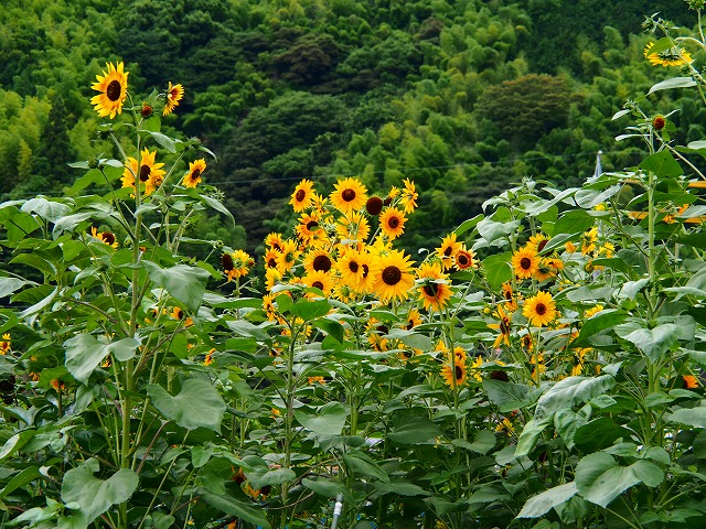 a0087818_182586.jpg