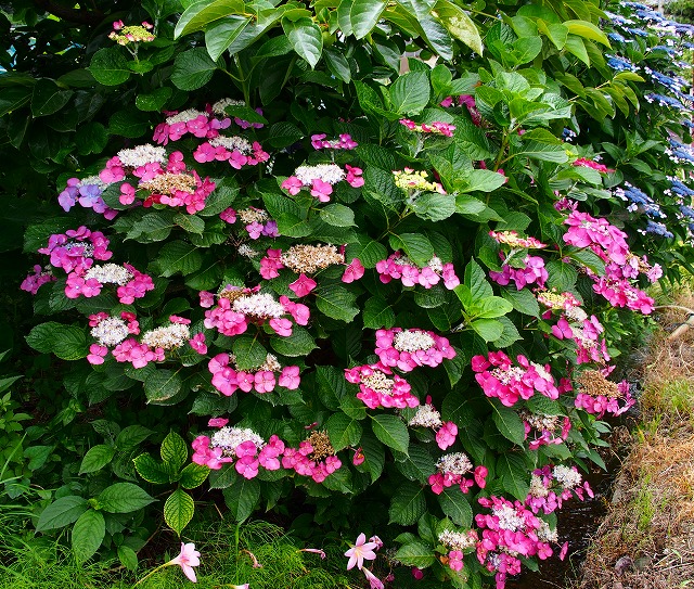 a0087818_1835411.jpg