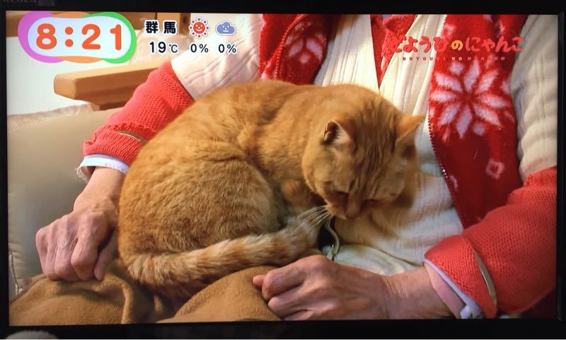どようのびにゃんこ が終わっちゃった めざましじゃんけん Lucky Dip666 どようのびにゃんこ が終わっちゃった めざましじゃんけん Lucky Dip666