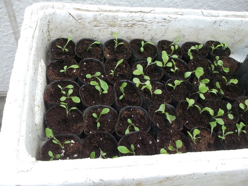 レタス苗の移植 徒長前に 家庭菜園日記 すろーらいふ 茅ケ崎のはまちゃん 野菜つくり レタス苗の移植 徒長前に 家庭菜園日記 すろーらいふ 茅ケ崎のはまちゃん 野菜つくり