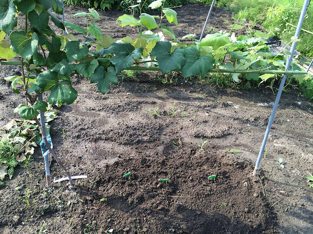 ジャガイモでバラの挿し木 ズッキィの野菜畑 ジャガイモでバラの挿し木 ズッキィの野菜畑