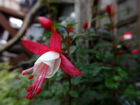 ホクシア ぶうたらママは花が好き