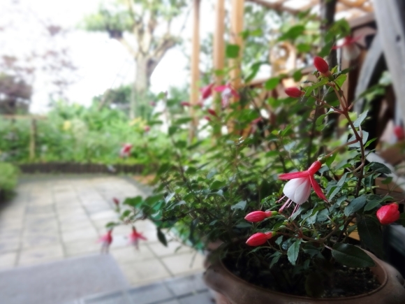 ホクシア ぶうたらママは花が好き