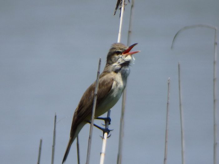 『初夏の鳥見／オオヨシキリの表情』_a0289546_22281145.jpg