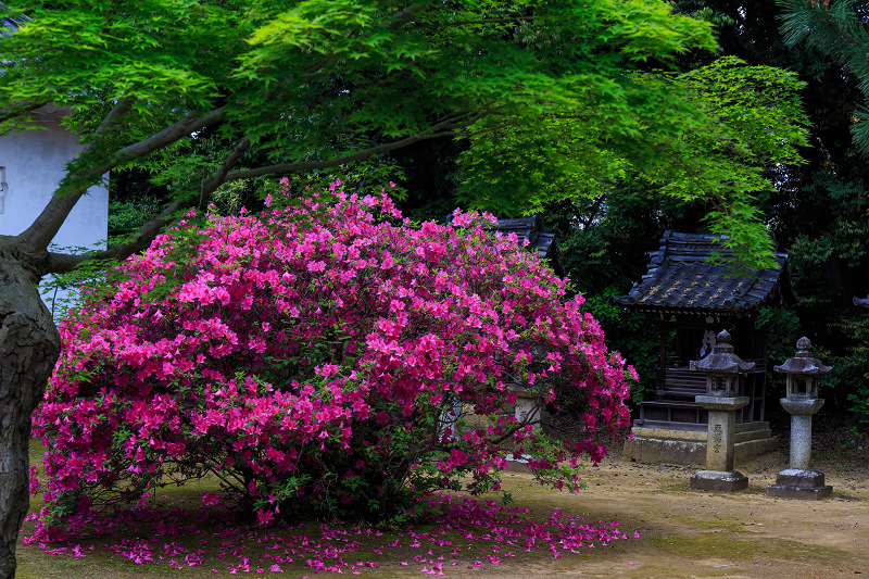 智積院 ツツジ満開 外庭編 花景色 K W C Photoblog