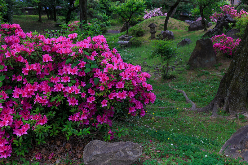 花景色 Cherry blossoms】TOKYO. Showa Kinen Park 2019 #4K #昭和記念