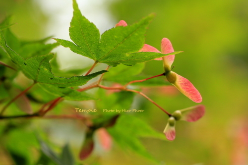 もみじの花_b0328557_17525699.jpg