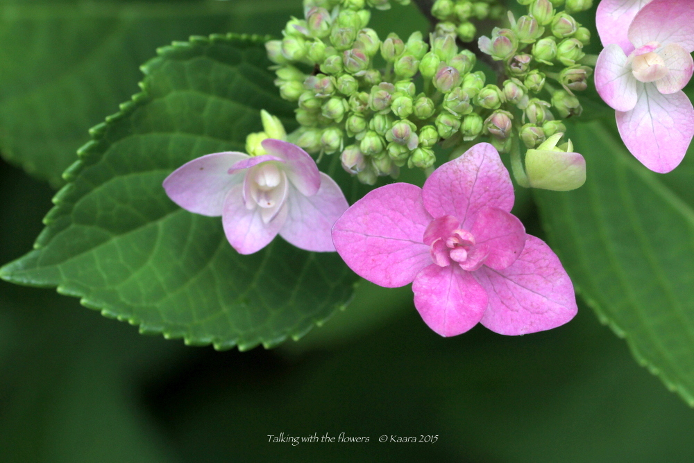 ＊ 紫陽花〜罠だとしても_f0330764_01062344.jpg