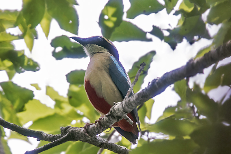 カメラマンが鳴きたいヤイロチョウ_e0289167_1328387.jpg