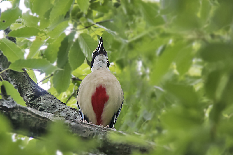 カメラマンが鳴きたいヤイロチョウ_e0289167_2019349.jpg