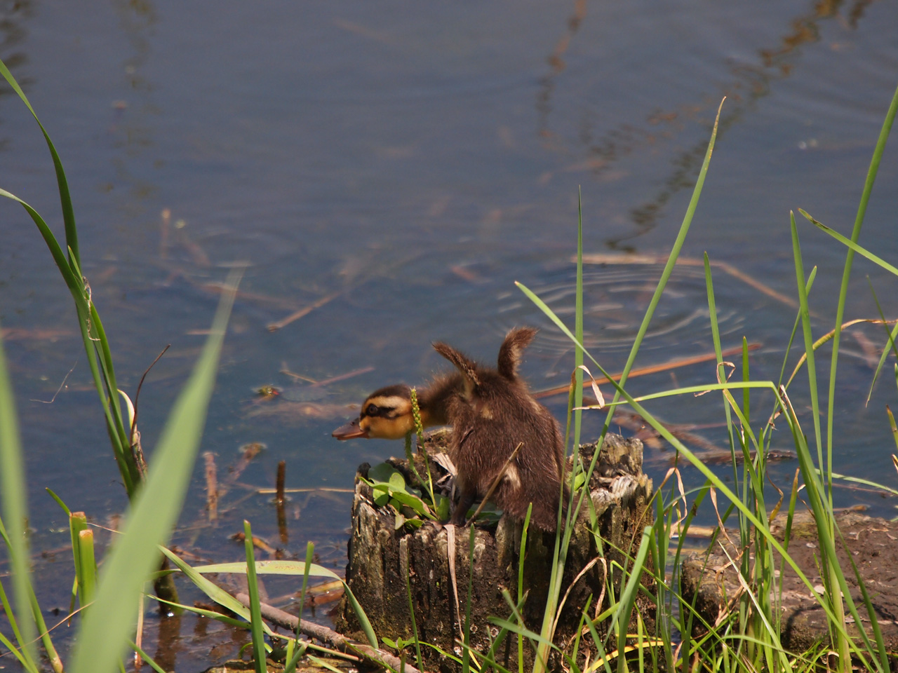 コガモカルガモ 2015_b0021375_16122386.jpg