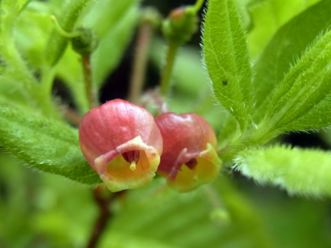f0083977_14583756.jpg
