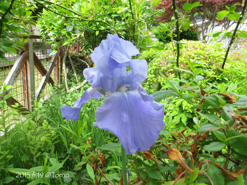 サツキもツツジの種類だなんて知らなかった Photo Album