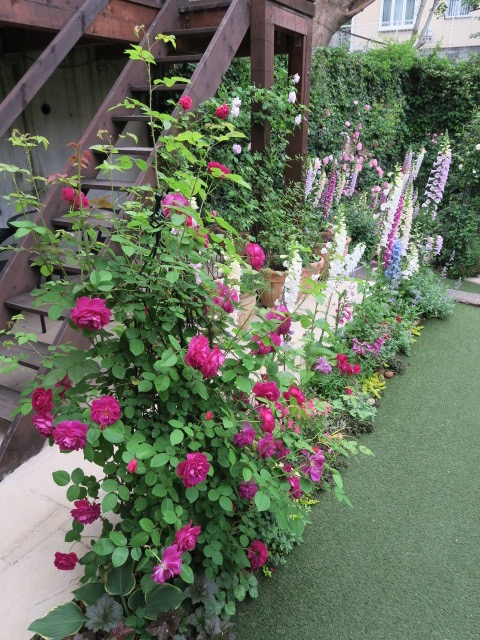 『趣味の園芸』私の庭自慢「つるバラ」たち_d0049381_2027427.jpg