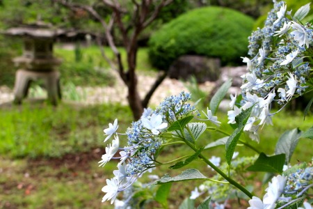 川越 八幡さま と 中院_e0298782_8205534.jpg