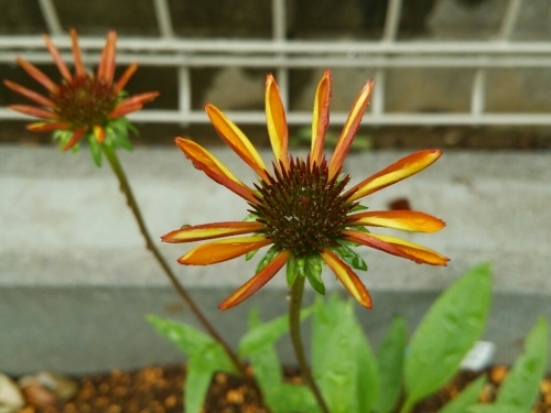 c0197684_14072813.jpg