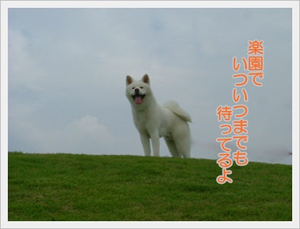 犬川柳_a0187087_20314438.jpg