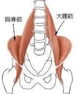 腸腰筋－トリガーポイントによる腰痛/鼠蹊部の痛み_f0121296_17433275.jpg