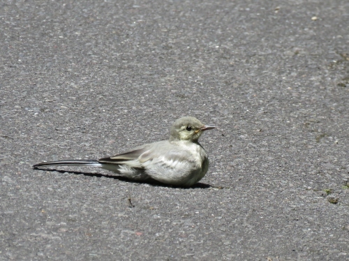 ペタンと座る ハクセキレイの子 再び なおみんの 野鳥大好き