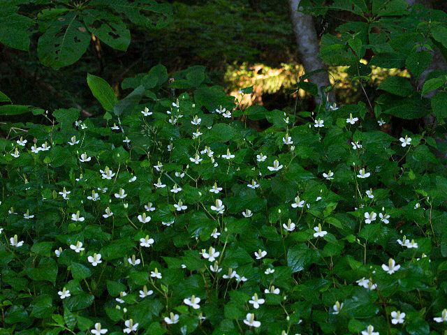 c0008502_1736737.jpg