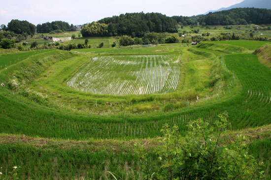 仰木の棚田2_e0048413_17163428.jpg
