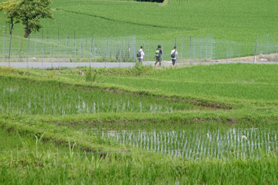 仰木の棚田2_e0048413_1717518.jpg