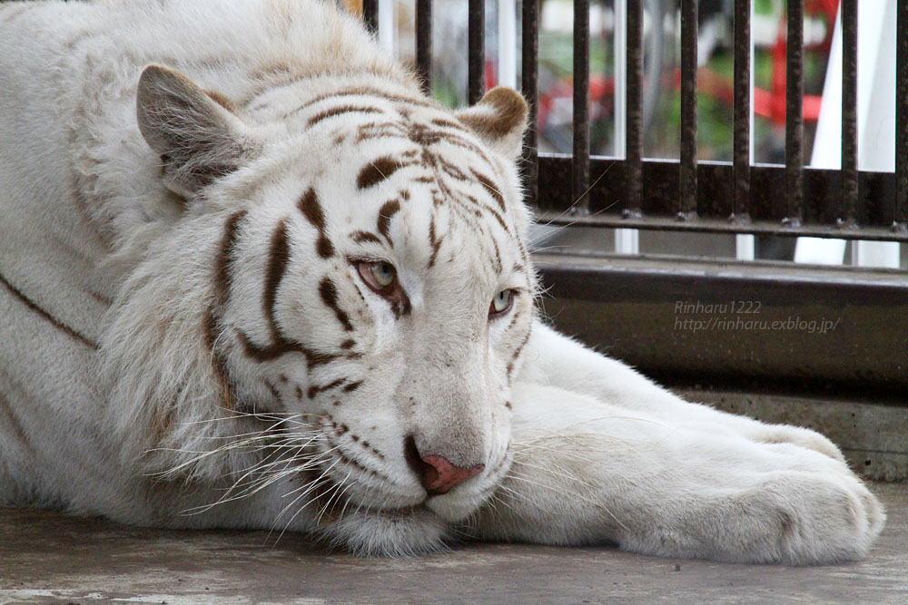 2015.6.20　宇都宮動物園☆ホワイトタイガーのアース【White tiger】_f0250322_015261.jpg