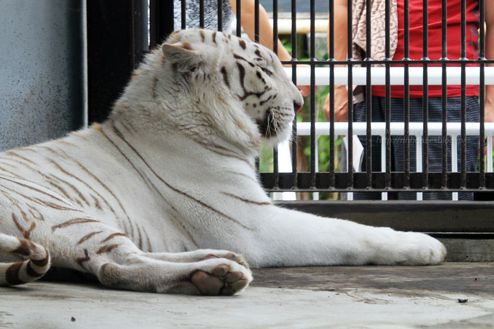 2015.6.20　宇都宮動物園☆ホワイトタイガーのアース【White tiger】_f0250322_0154968.jpg