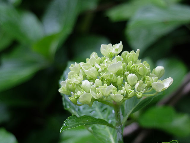 高幡不動の紫陽花_e0123825_22434487.jpg