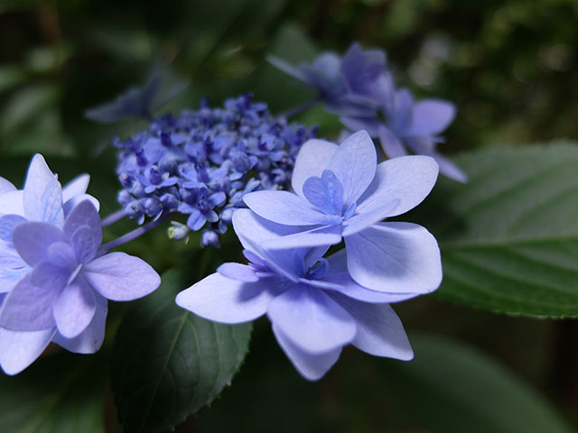 高幡不動の紫陽花_e0123825_22434826.jpg