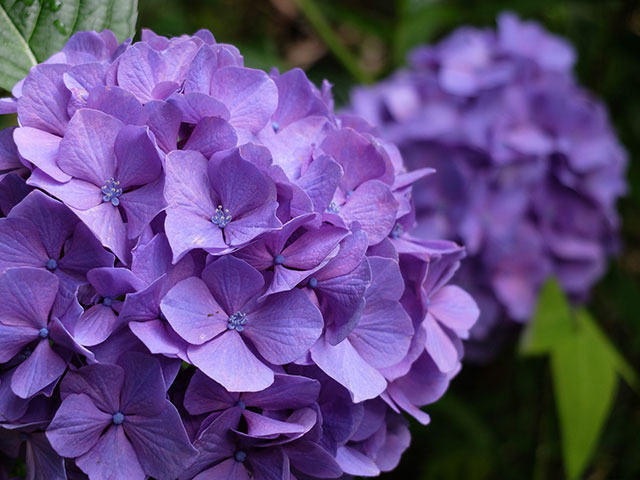 高幡不動の紫陽花_e0123825_22435131.jpg