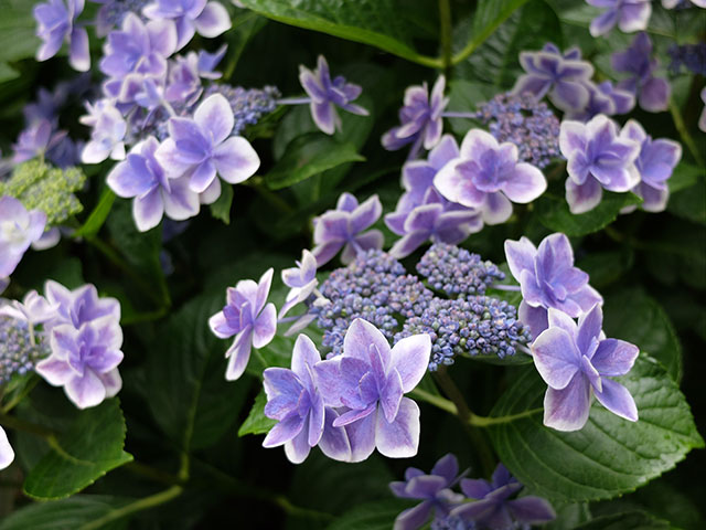 高幡不動の紫陽花_e0123825_2244049.jpg