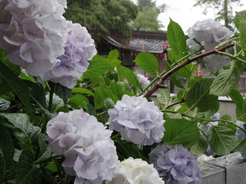 高幡不動尊紫陽花祭り_d0026830_19394469.jpg