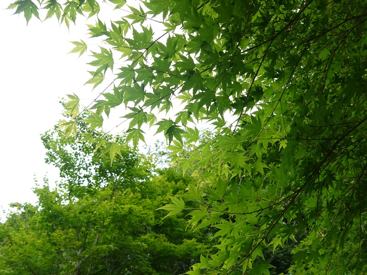 e0137130_2154998.jpg