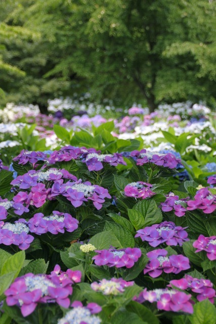 【相模原北公園】part 1_f0348831_17424311.jpg