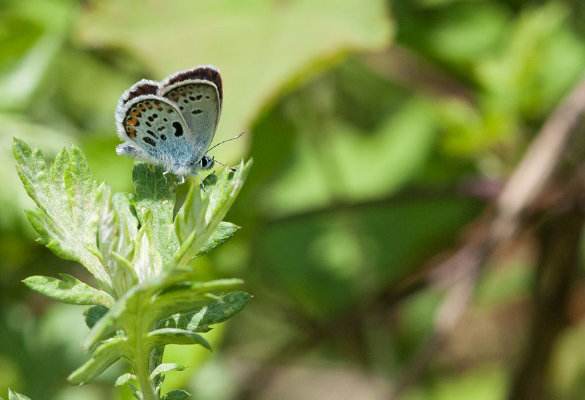 アサマシジミ雄の表翅の輝き　in2015.06.20山梨県_a0126632_1846141.jpg