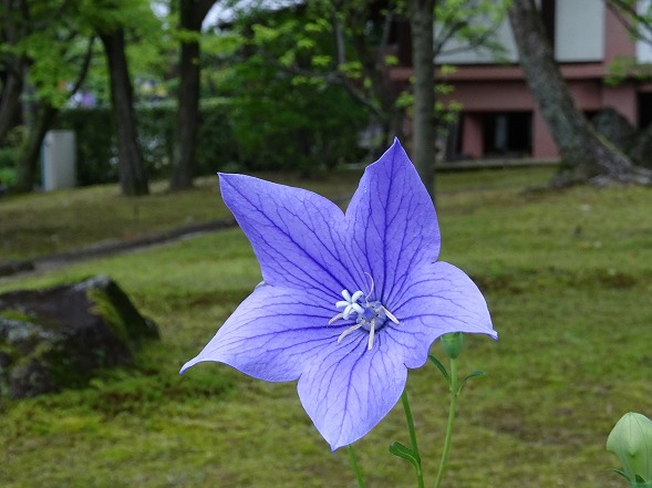 智積院と水火天満宮_b0299042_7322624.jpg