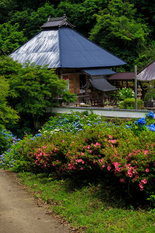 東光院・紫陽花とサツキ_f0155048_22102581.jpg