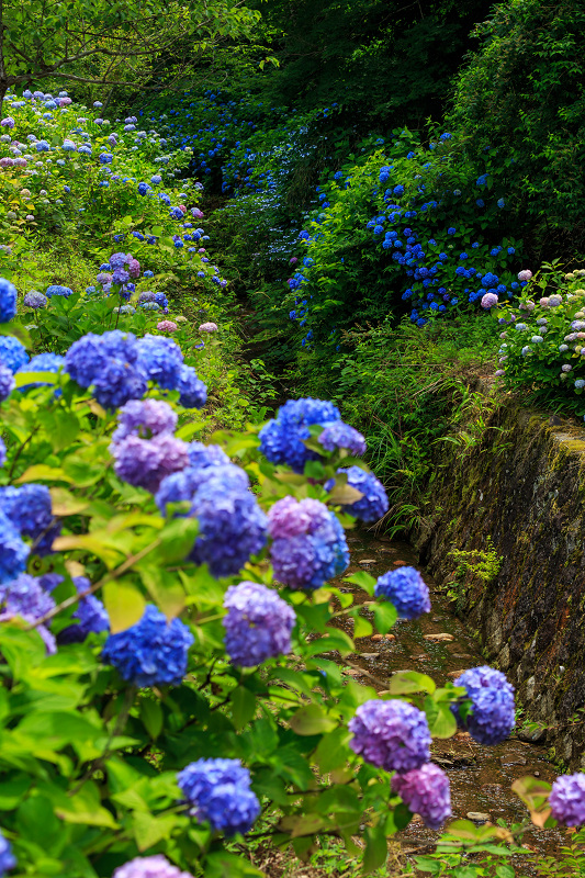 東光院・紫陽花とサツキ_f0155048_2275130.jpg