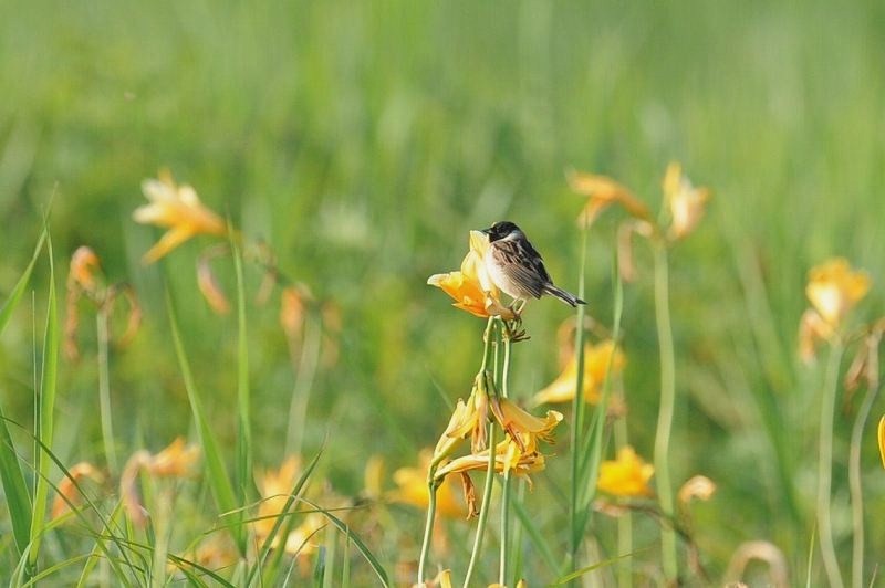 コジュリン・・・花の湿原にて_c0233349_7452224.jpg