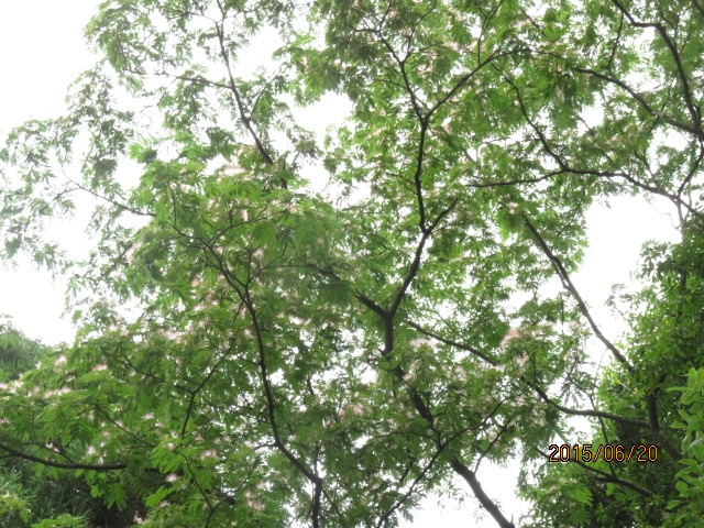 c0073152_23552912.jpg
