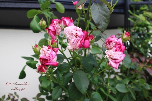パリスが割れた La Rose 薔薇の庭 パリスが割れた La Rose 薔薇の庭