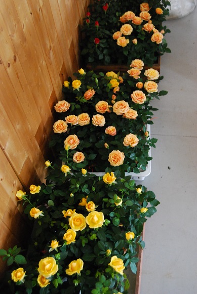 発表会にお届けしたお花_a0201358_1954220.jpg