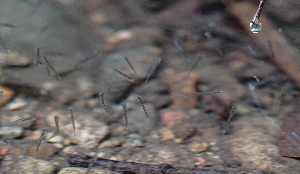 恐山宇曽利湖のウグイの稚魚たち_e0039759_1116470.jpg