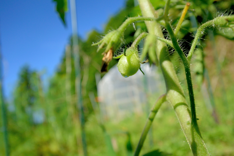 夏野菜の成長_d0231263_2342419.jpg