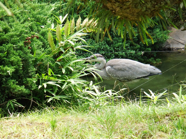 ⑦最終日　 松を極めろ！栗林公園_e0225164_6585919.jpg