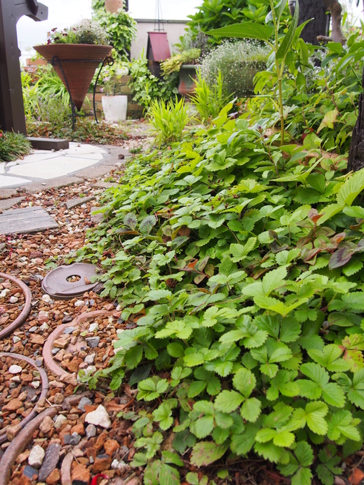 b0194267_2016134.jpg