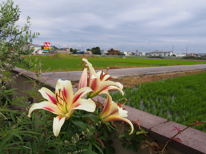 当たらない天気予報●～*_b0194267_2032624.jpg